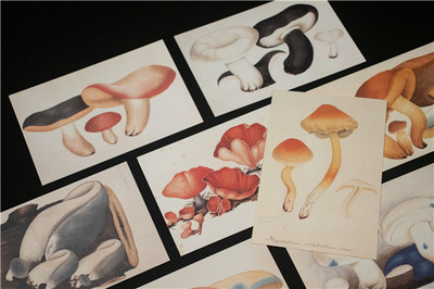 《蘑菇图鉴》 在文艺创作中品读蘑菇的“文艺滋味”
